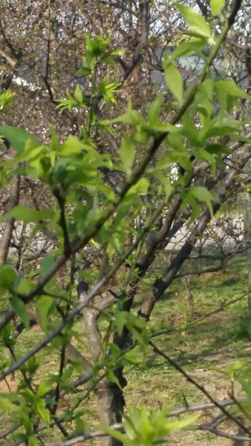 梅花树长树叶了,为光合作用做准备,为明年开花做准备.