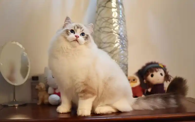 布偶猫的三大缺点