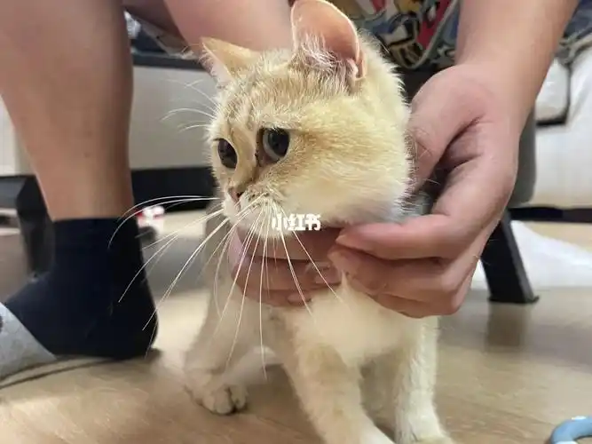 11色金渐层妹妹 发情未配种,未生育家庭猫舍,没有繁育排期,低价出 想