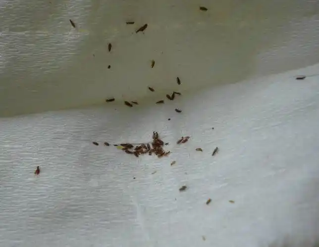 下面是头发上弄下来的虱子