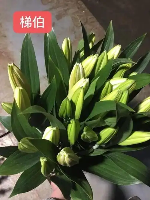 【百合】 梯伯3头