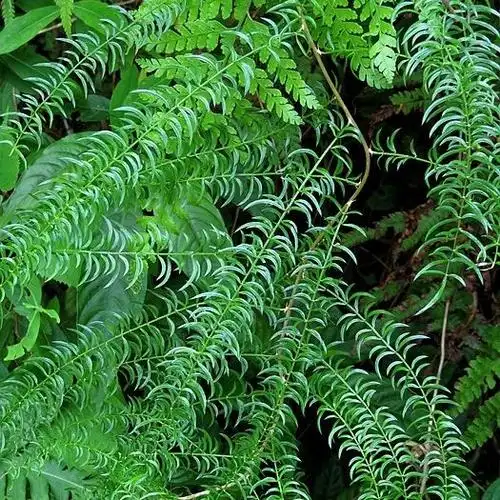 野生天门冬 12元一斤 5斤包邮