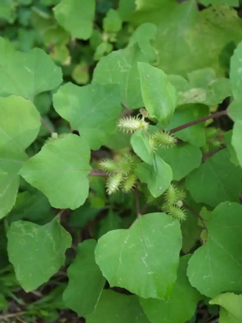 中草药|苍耳子过敏性鼻炎偏方 相信很多朋友都有鼻炎的困扰,当然是药