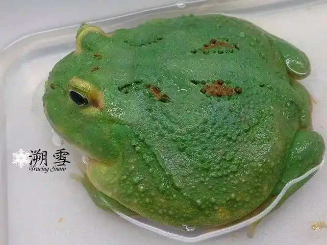 如果你不怎么了解,请接着看达叔介绍~今日上新物种:蓝宇治金时角蛙*