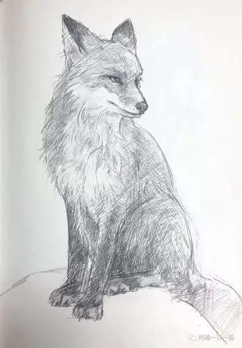 狐狸速写