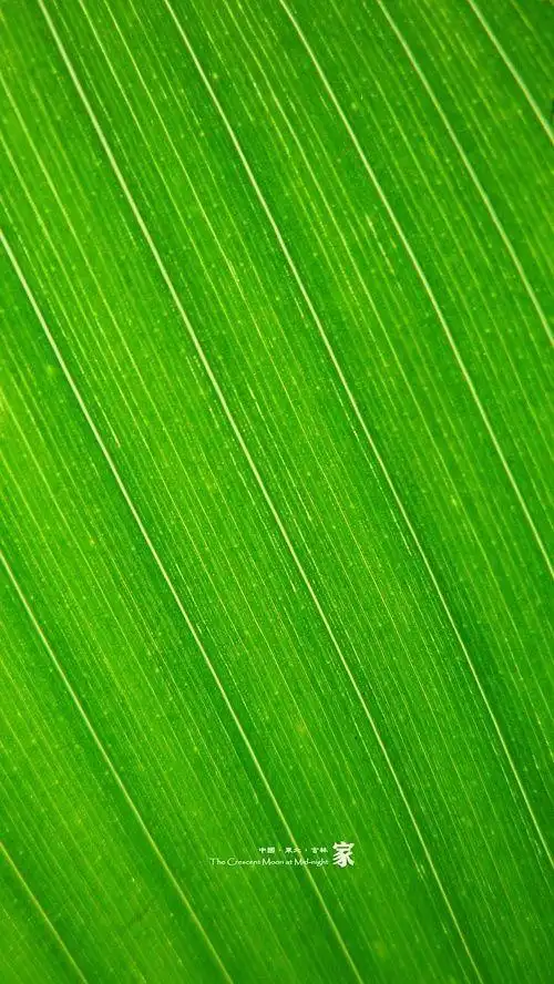 猜这是什么叶脉.