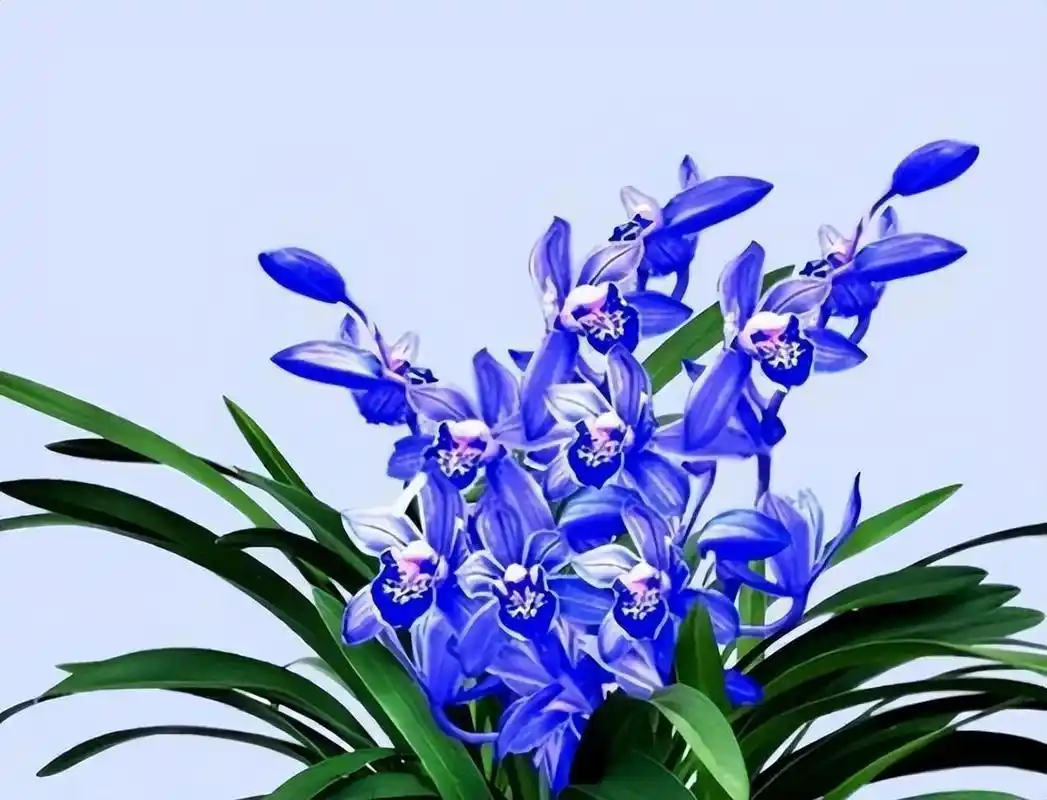 难怪老花匠都要养兰花,看看这盆"蓝色"四季兰,藏不住的高雅
