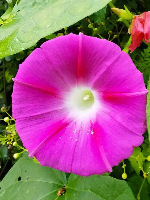 云南高原野生牵牛花之美