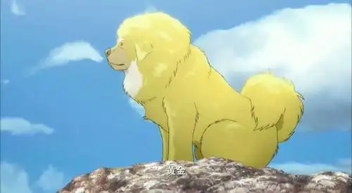 赢在故事上的国产动画藏獒多吉