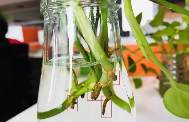 如何在家里和办公室水培绿萝(配有详细的操作图)