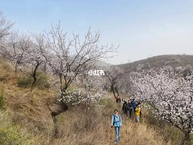 郑州周边游新密最美杏花村楼院