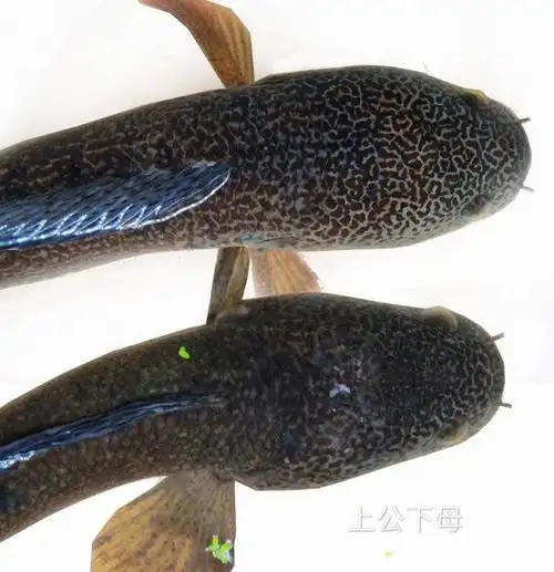 巴卡雷龙公母分辨