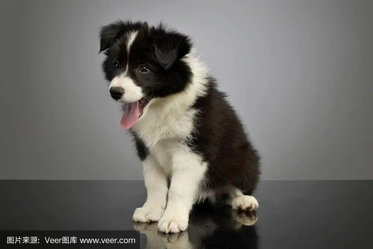 这是一只漂亮的边境牧羊犬的照片