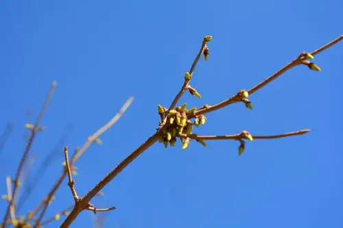抽芽结苞的迎春花