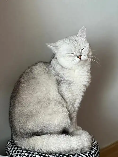 就是不见发腮变胖反而最近掉毛季看着瘦了好多#猫咪掉毛  #英短银渐层