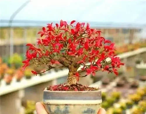 卫矛的盆景制作和养护