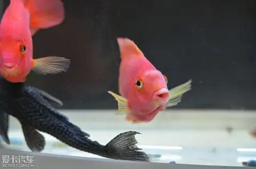 请教养鱼高手:关于鹦鹉头上长包