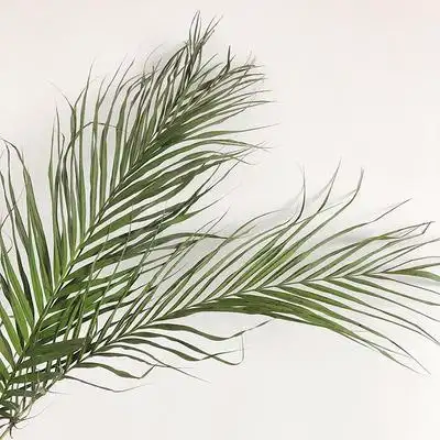 新欧ins风f天然散尾葵风干树叶树枝摆件布景婚庆拍照道具干花花束