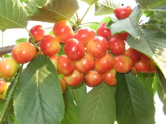 雷尼!我觉得很好吃!