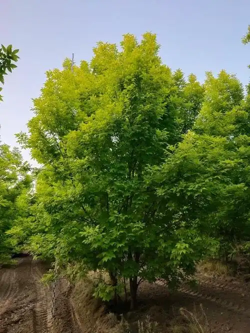 丛生金叶白蜡是不是很好看