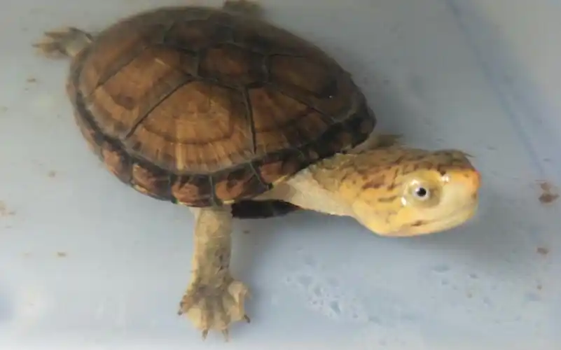 【红面蛋龟】小红蛋长大啦(>_ )_哔哩哔哩_bilibili