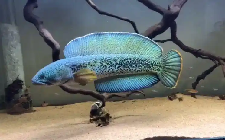 观赏鱼channabarca巴卡雷龙合集