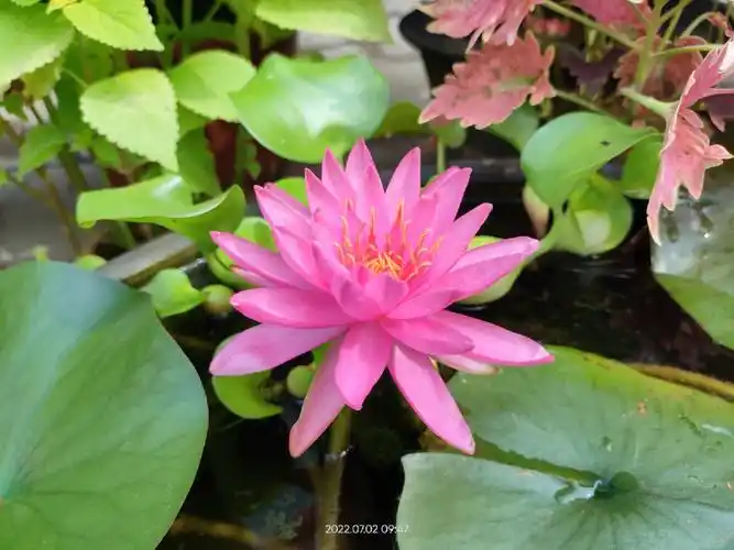 图11566#睡莲谭群  这是第二朵花图21566#风雨兰  普粉后边小