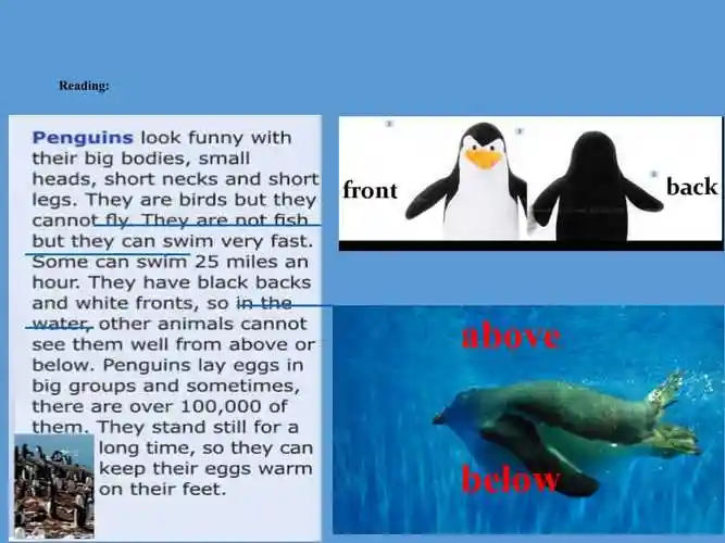 七年级英语下册unit6theanimalkingdomlesson16myfavouriteanimal课件