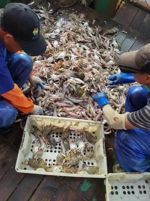 出海捕鱼收获满满