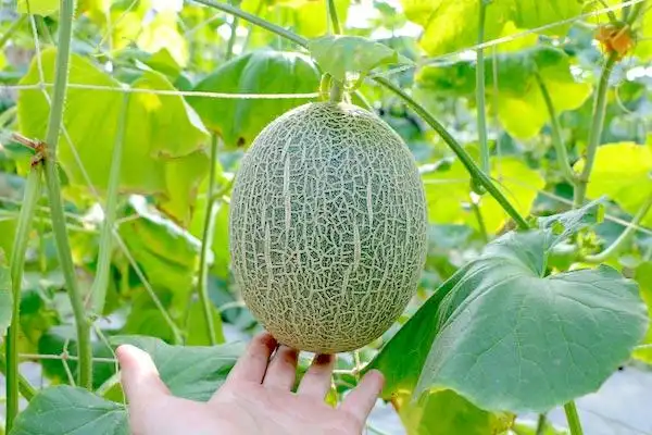 预购-【仑背】尊荣级阿露丝网纹哈密瓜(小果)2入三盒