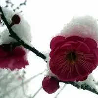 冰山雪莲图片唯美头像