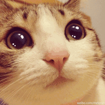 动物表情包可爱