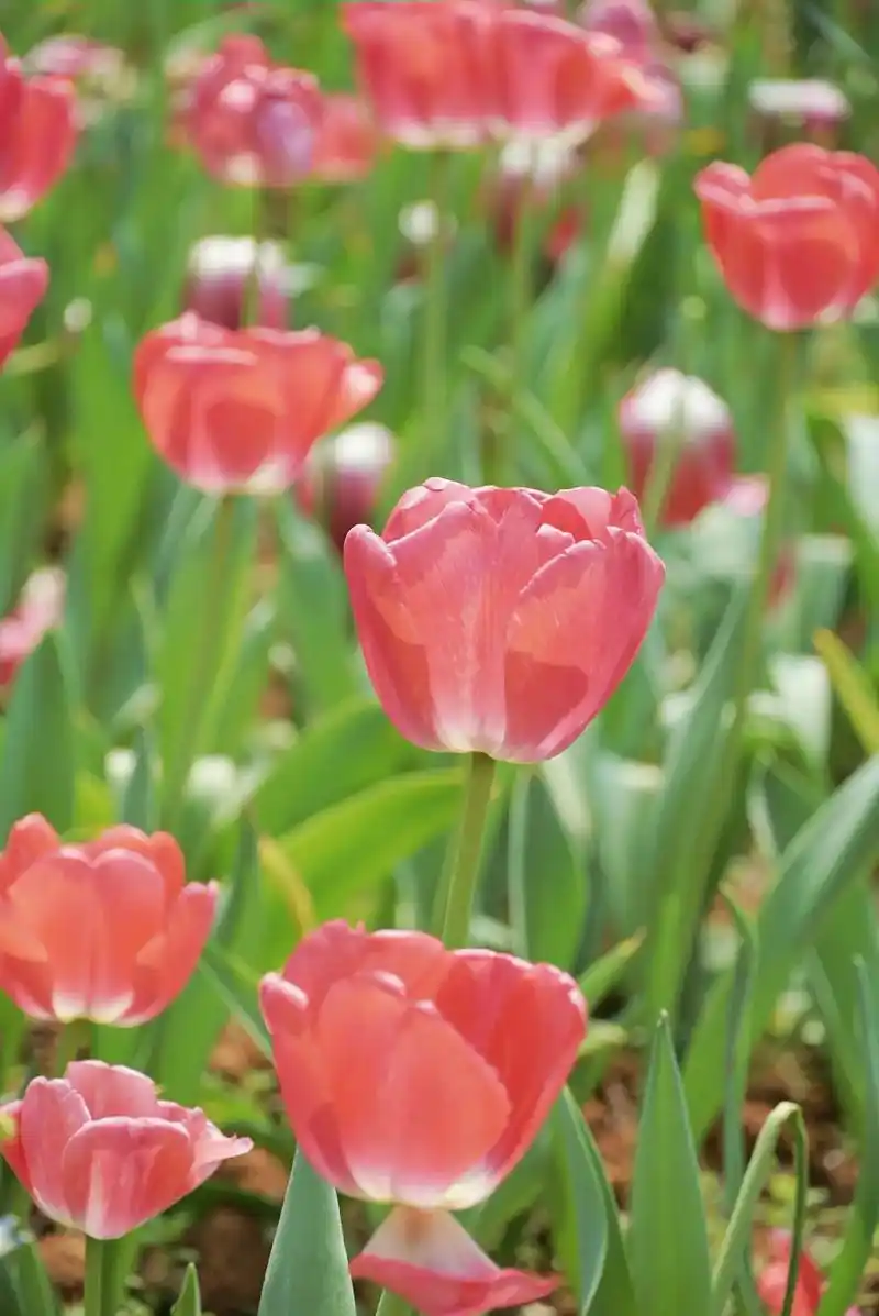 郁金香花海,赴春日之约.美好的景物总是短暂盎然,庆幸自己买了 - 抖音