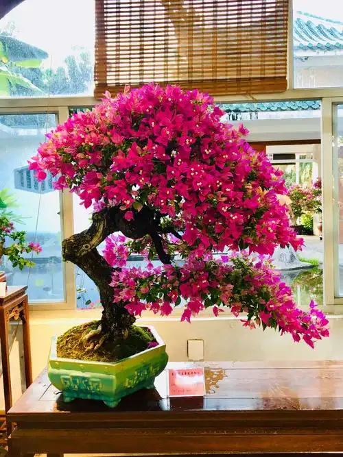 名贵三角梅展.2019年十月〈之一〉