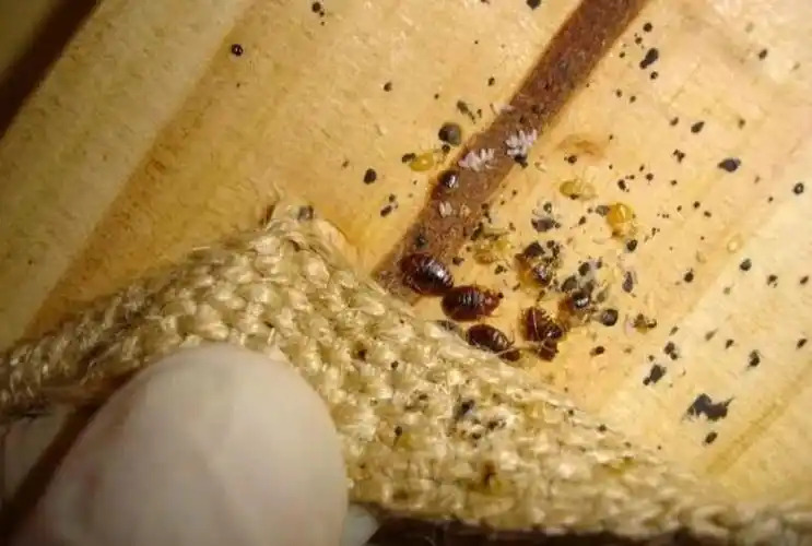 是,因为贪小便宜捡了一整组床垫,床架,沙发等等,最后引来了整屋的床虱