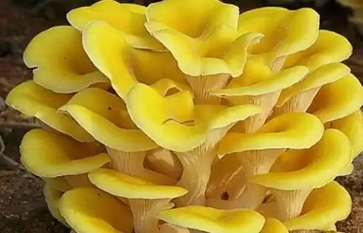 孕妇可以吃玉皇菇吗?玉皇菇不宜和什么一起吃?(图1)