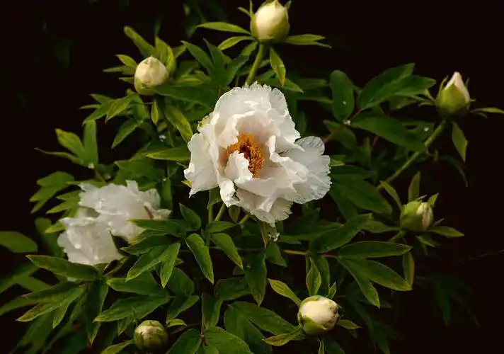 其它 谷雨雨后观牡丹 写美篇唐 徐凝 何人不爱牡丹花,占断城中好物华.