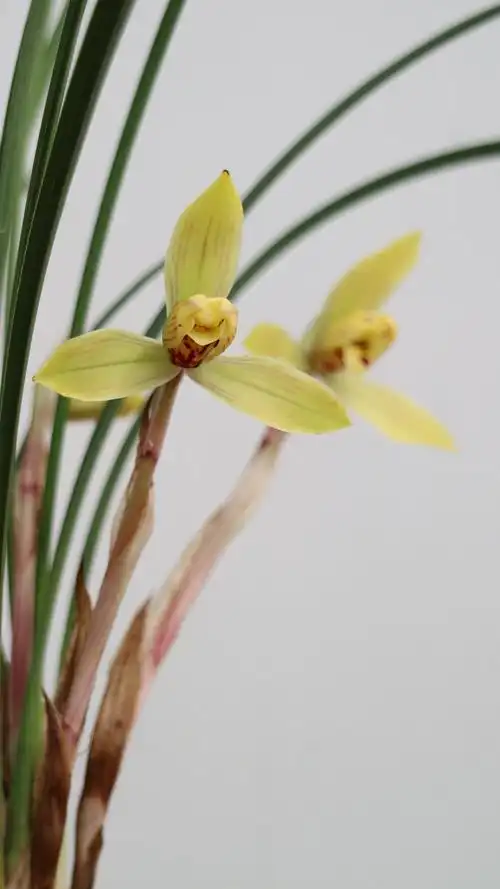 中国兰花—春兰