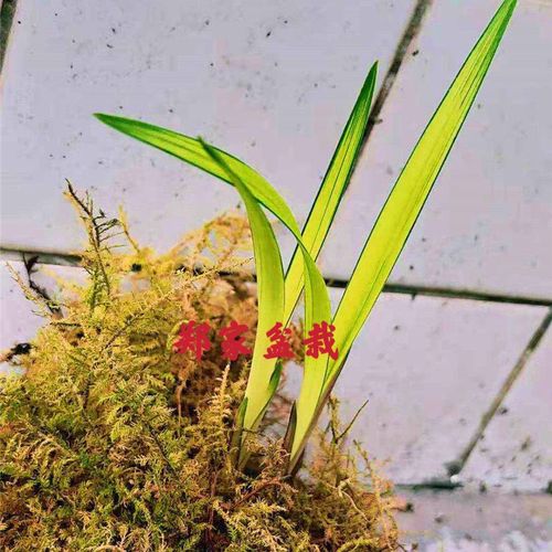 寒兰黄草中透艺 贵妃  名贵兰花苗 盆栽阳台客厅卧室绿植