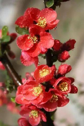 绽放给春天的花朵