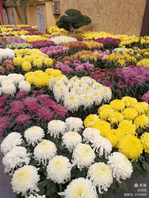 开封精品菊花一绝"十六本菊"