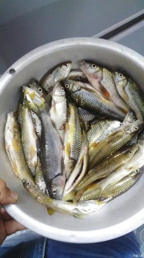 野生小河鱼