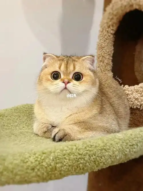 呆萌呆萌的憨憨的小胖妹#英短金渐层  #吸猫  #我家宠物好可爱  #金