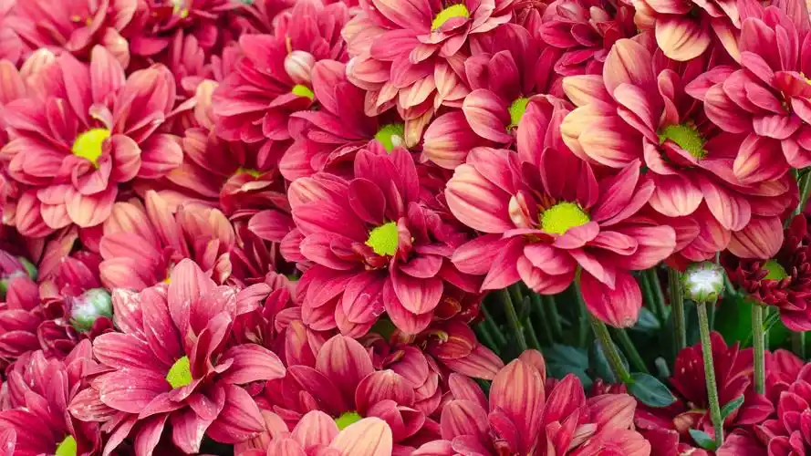 0000/5(4人评分)所属分类:鲜花,菊花原图分辨率:3840x2160下载此壁纸