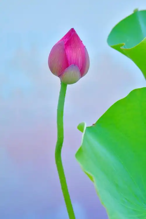 含苞待放的荷花②