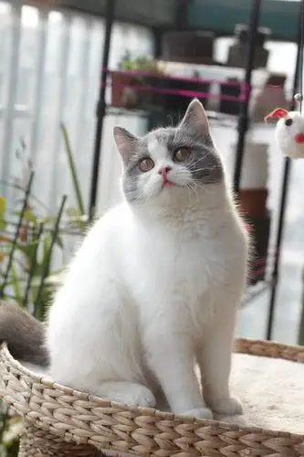 我养的梵花英短 - 家有爱宠 - cta南美水族