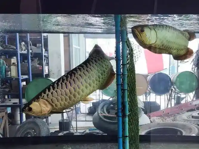 原创最全攻略献给热爱龙鱼的你