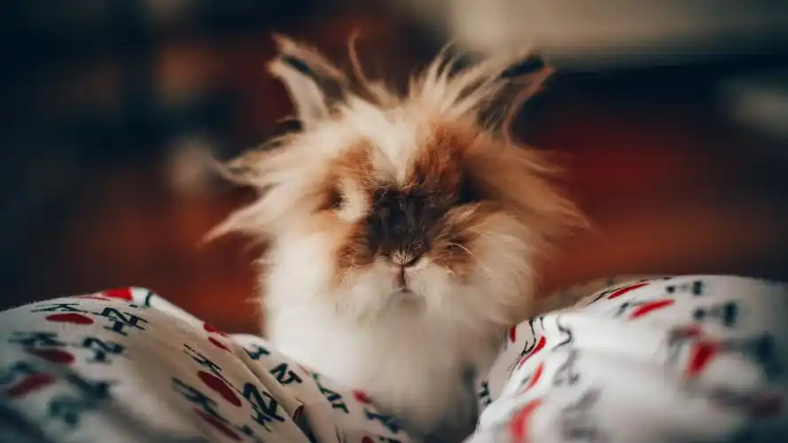 软萌可爱的小兔子图片桌面壁纸高清大图预览1920x1080_动物壁纸下载