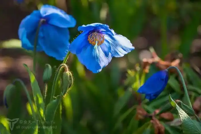 这是你见过的蓝花里,最纯粹的蓝色-绿绒蒿-物种库