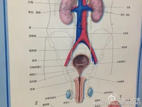 一般结石分布在肾输尿管膀胱尿道,分草酸钙,磷酸钙,尿酸,磷酸铵镁,胱